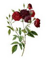 گل رز مینیاتوری